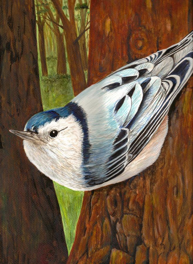 White Breasted Nuthatch Painting by James Richards - Fine Art America