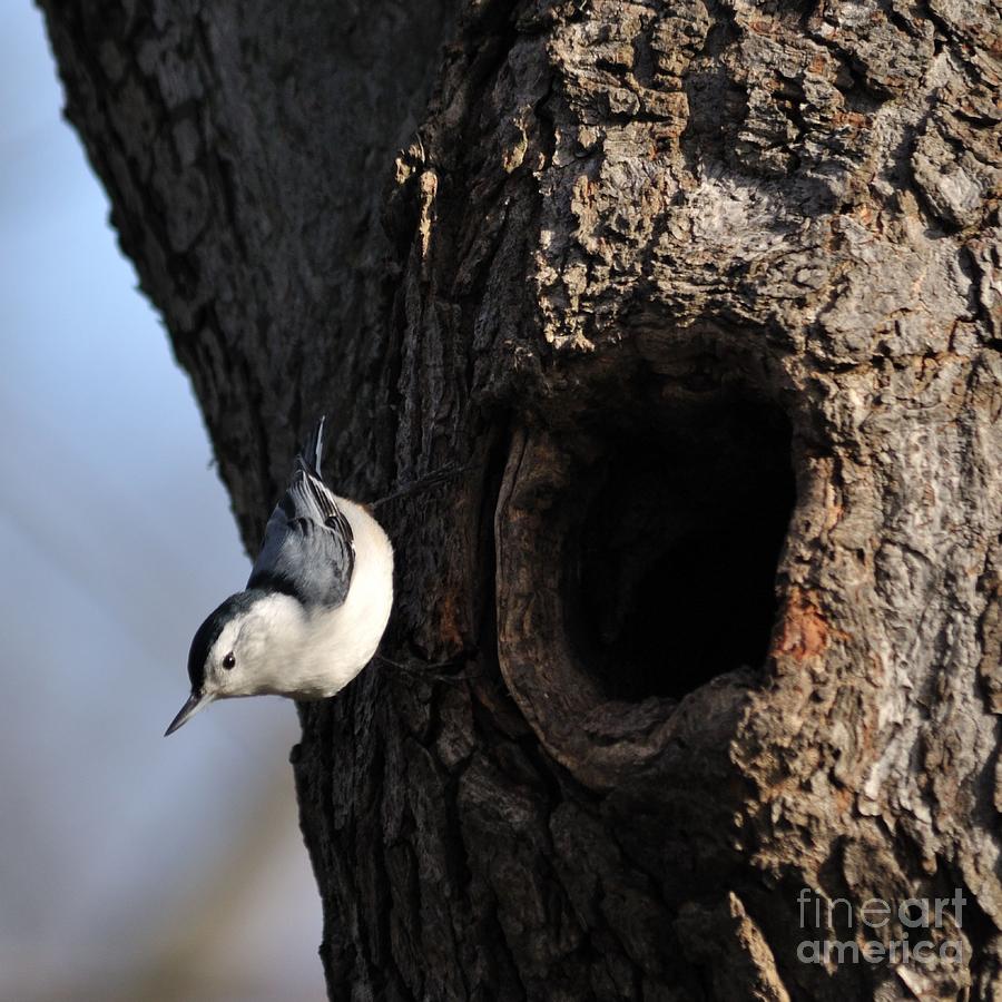 White Breasted Nuthatch Photograph by Ronald Grogan