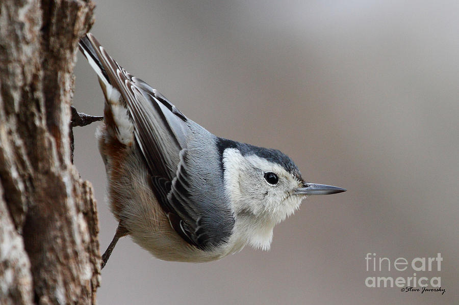White Breasted Nuthatch Photograph by Steve Javorsky