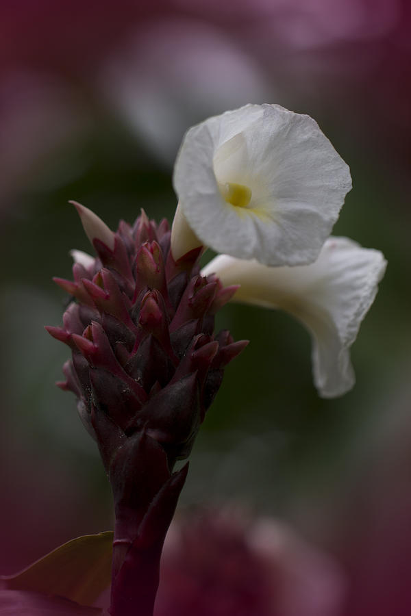 White Bromeliad Flowers Photograph by Douglas Barnard