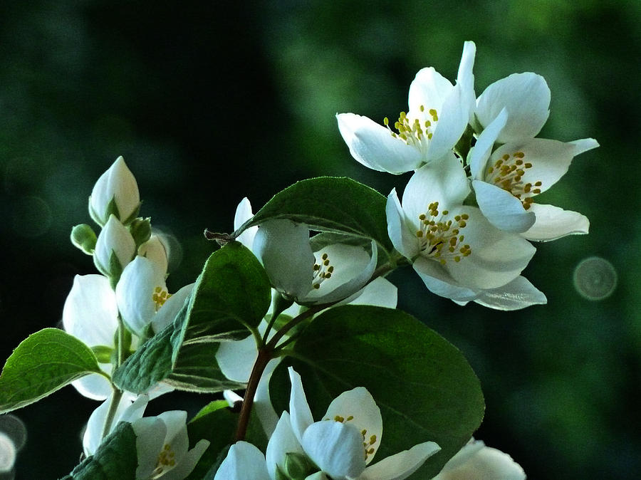 White Buds and Blossoms Photograph by Steve Taylor