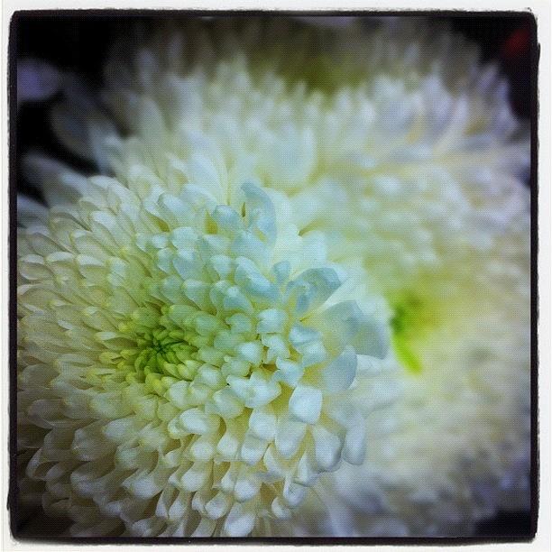 Flower Photograph - White Burst by Kristina Parker