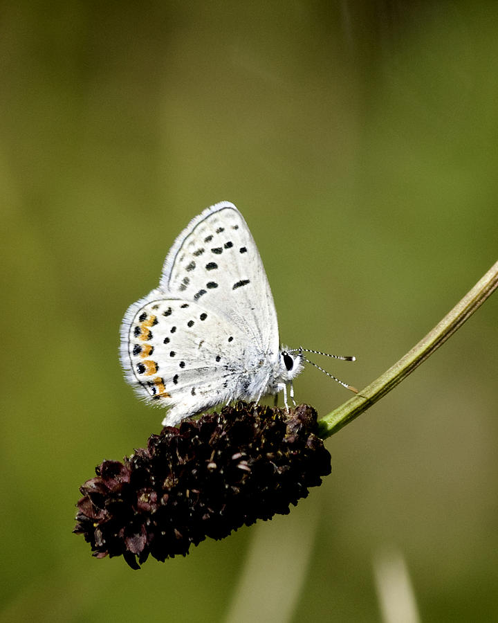 White Butterfly Photograph by Betty Depee
