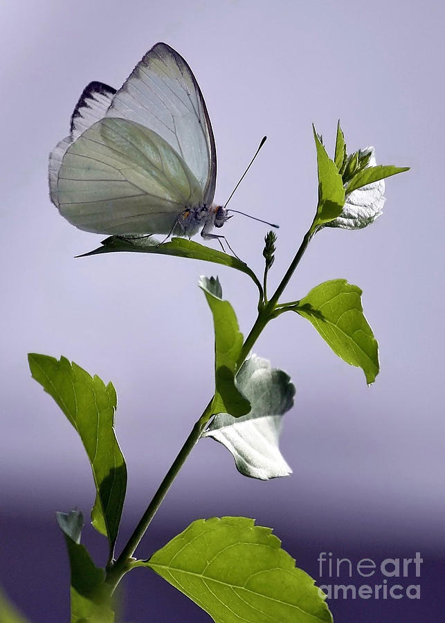 White Butterfly Photograph by Carol Groenen