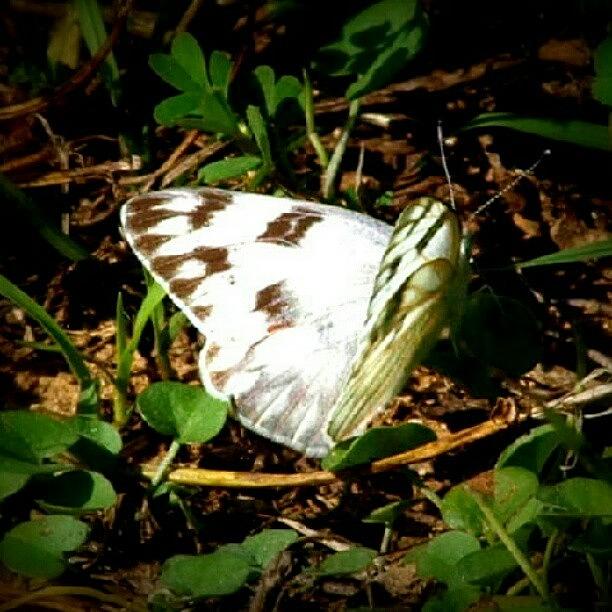 White Butterfly Photograph by James Granberry