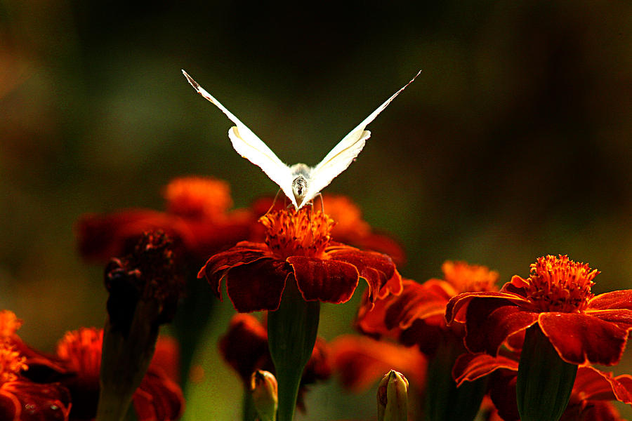 White butterfly on flower Photograph by Emanuel Tanjala