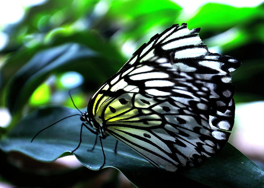 White Butterfly on Green leaf Photograph by Mark Valentine