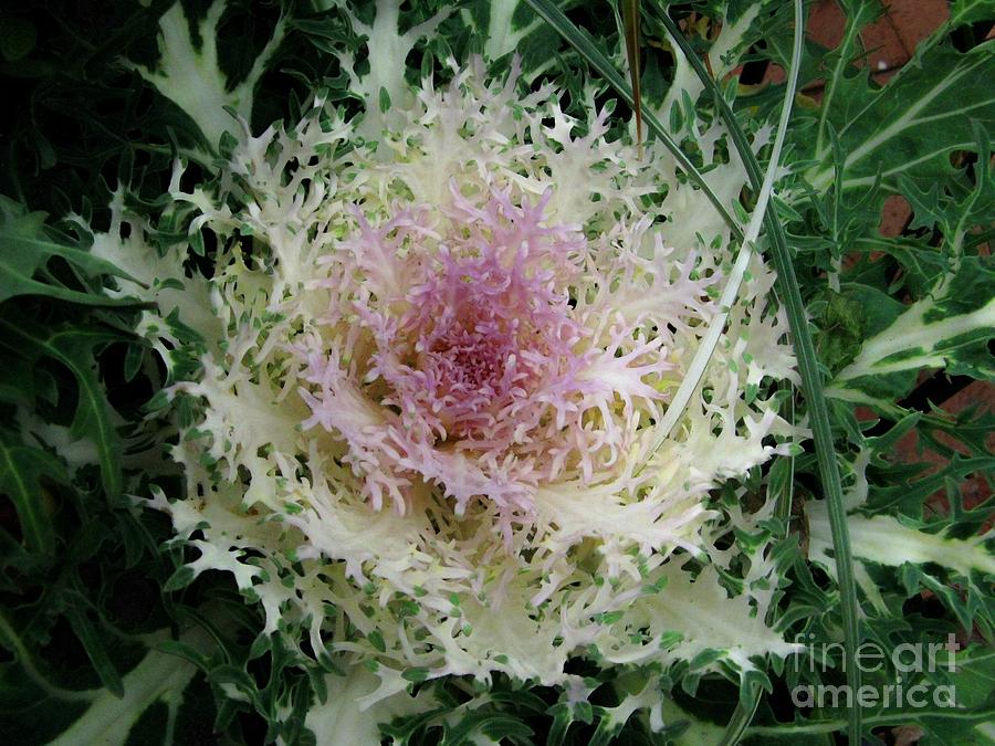 White Cabbage Rose Photograph by Joyce Kimble Smith - Fine Art America