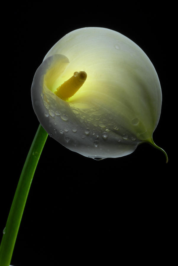 White Calla Lily Photograph by Dung Ma