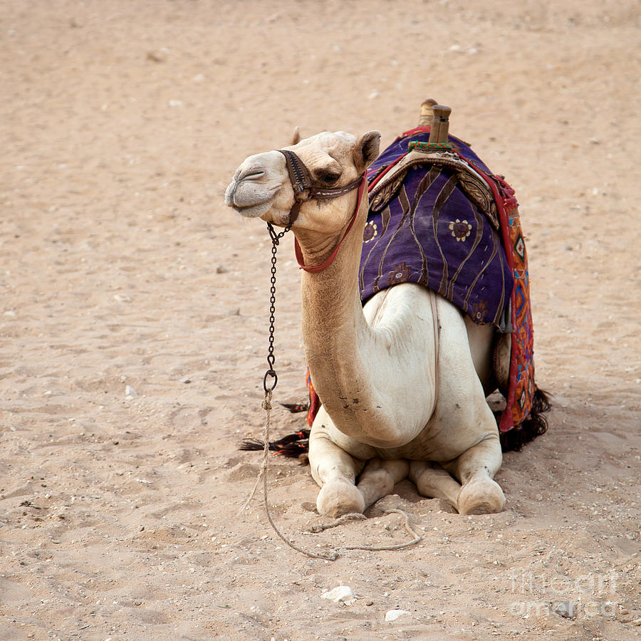 Nature Photograph - White camel by Jane Rix