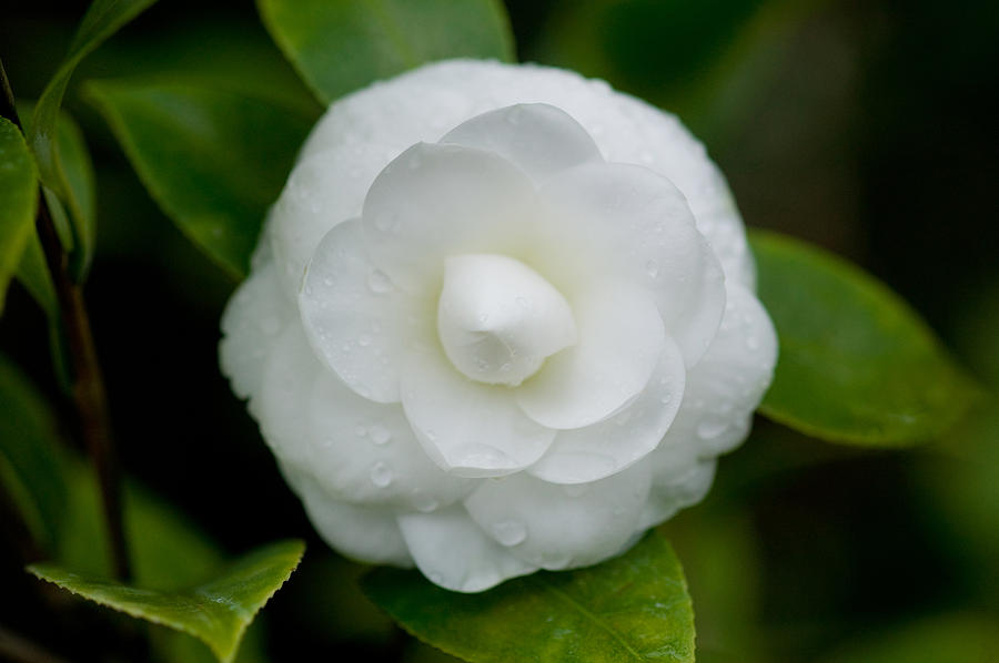 White Camellia Photograph by Rich Franco