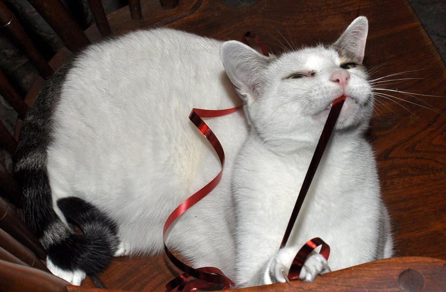 White cat and red Christmas ribbon Photograph by Diane Lent