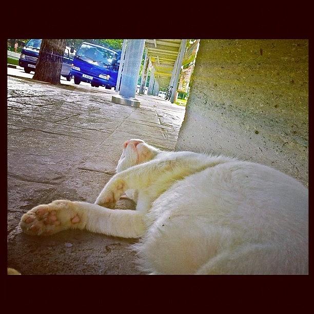 Cat Photograph - White Cat Napping At A Bus Stop by Szu Kiong Ting