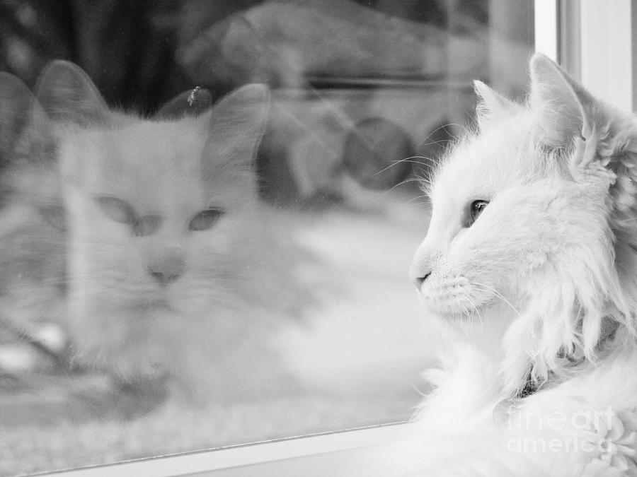 White Cat Reflection with Fly Photograph by Judy Via-Wolff