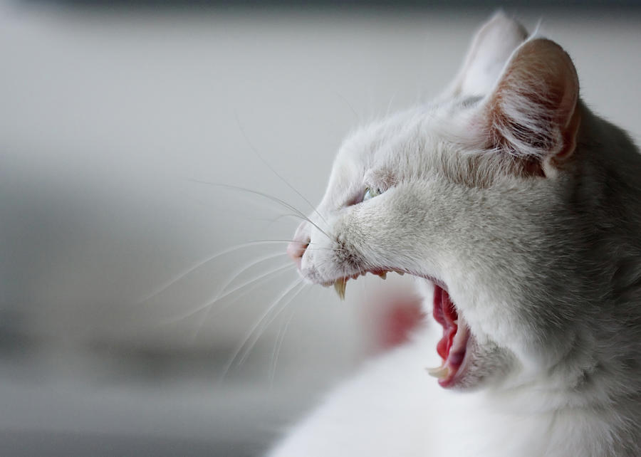 White Cat Yawning Photograph By Vilhjalmur Ingi Vilhjalmsson