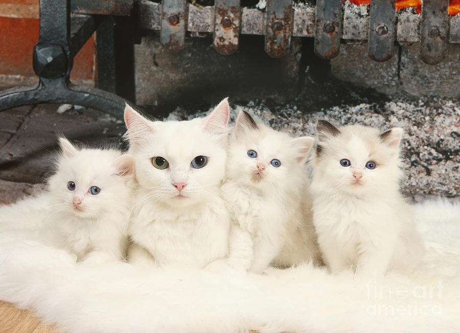 White Cats Photograph by Mark Taylor