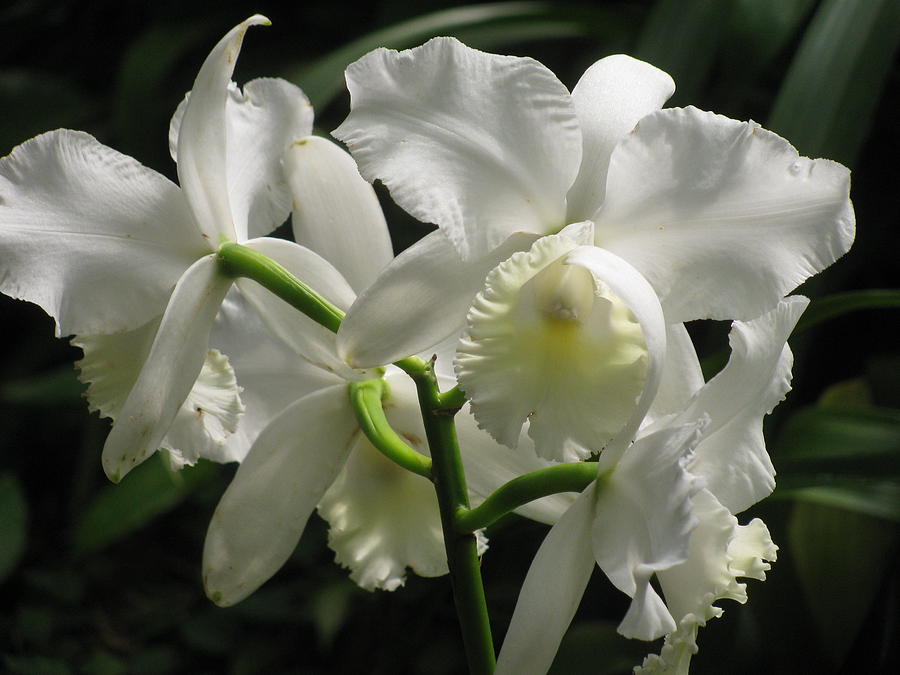 White Cattleya Orchid Photograph by Alfred Ng