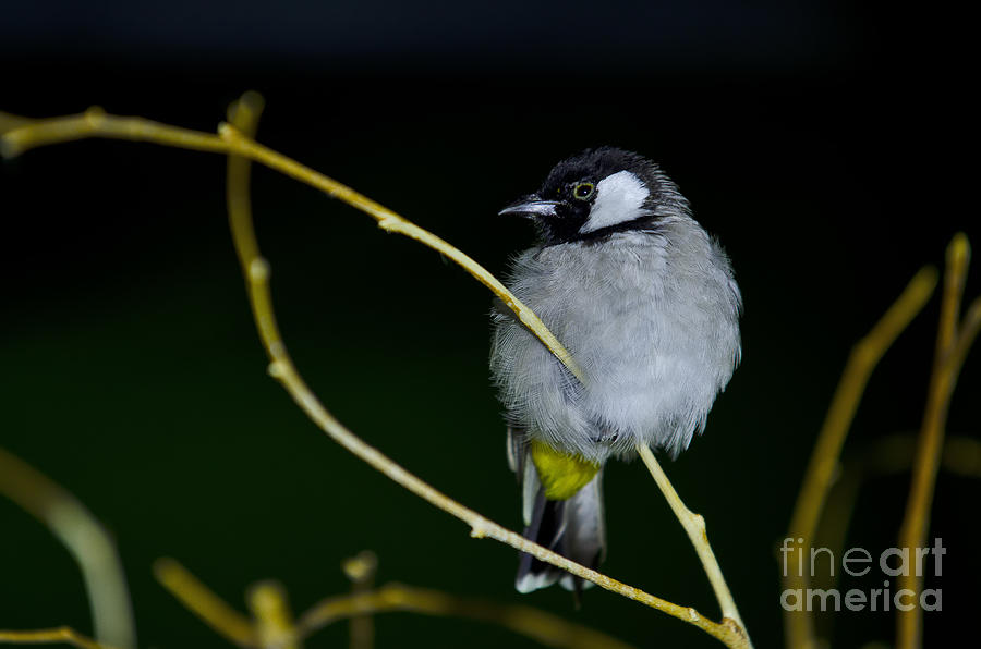 White Cheeked Bulbul Photograph by JT Lewis