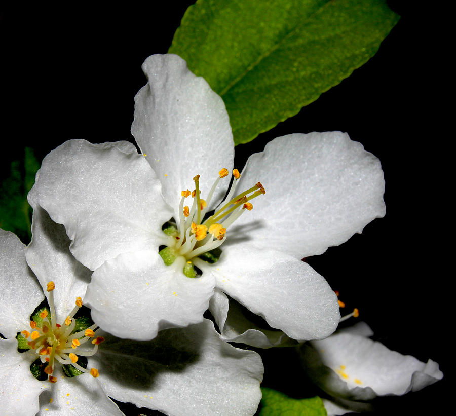White Cherry Blossom Photograph by Robert Morin