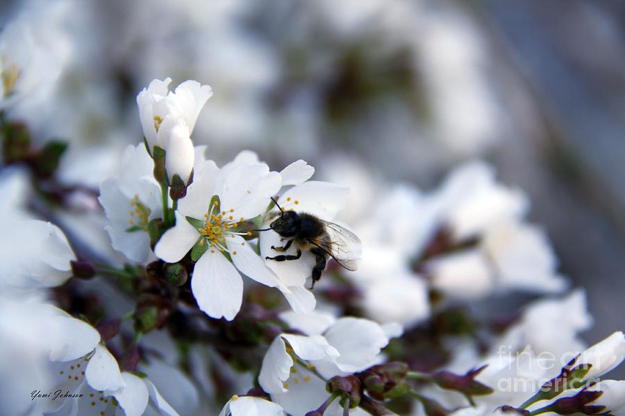 White cherry blossom with Bee Photograph by Yumi Johnson
