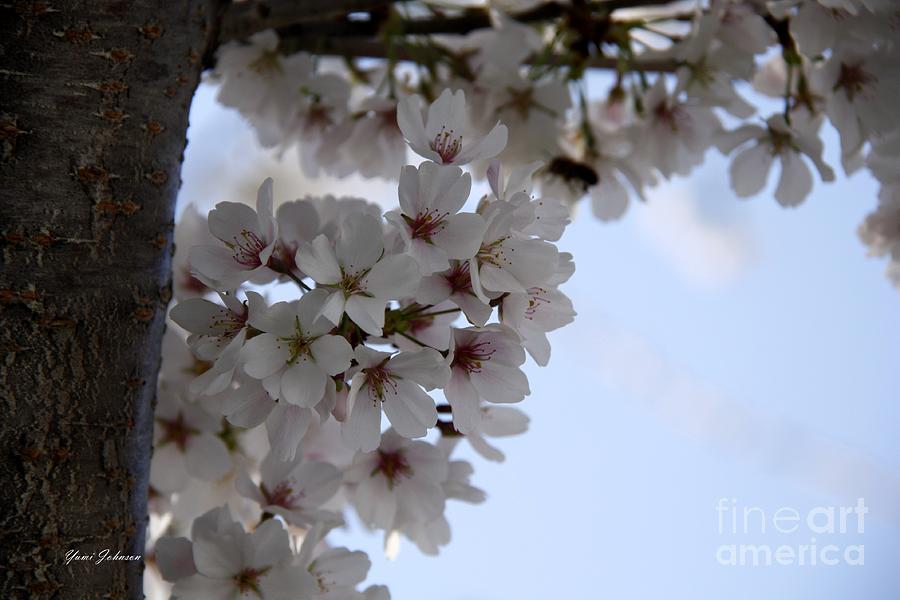 White cherry blossom Photograph by Yumi Johnson