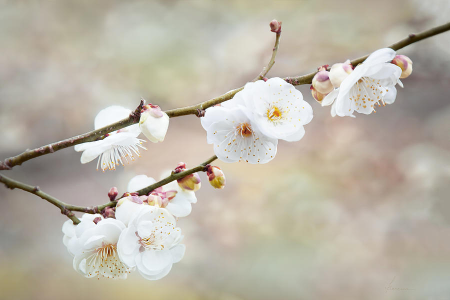White Cherry Blossoms 2 Digital Art by Frances Miller
