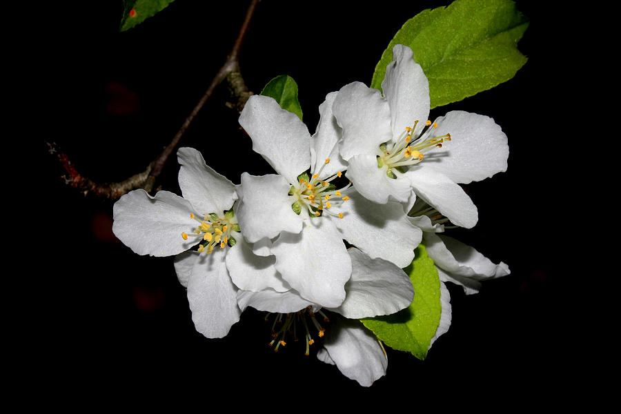 White Cherry Blossoms I Photograph by Robert Morin