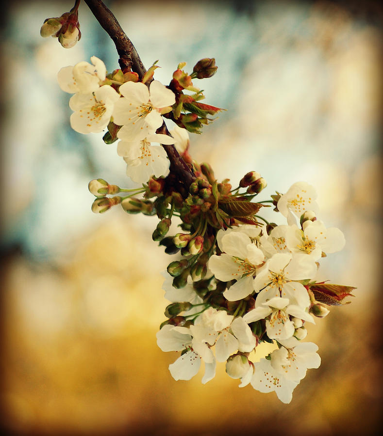 Cherry Blossoms Photograph - White Cherry Blossoms by Martha Hughes
