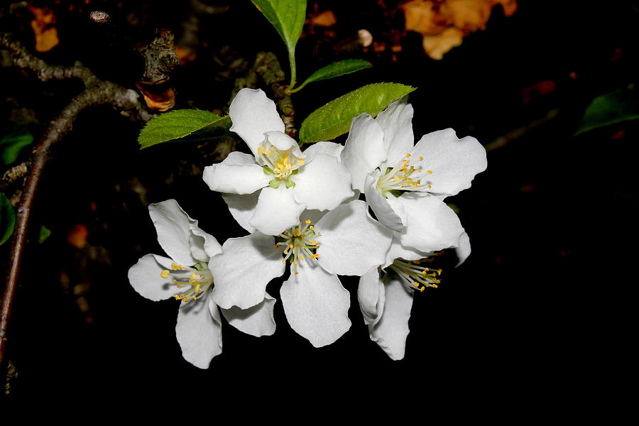 White Cherry Blossoms Photograph by Robert Morin