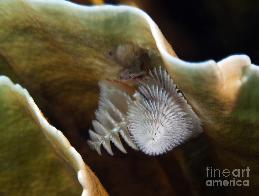 White Christmas Tree Worms, Key Largo Photograph by Terry Moore