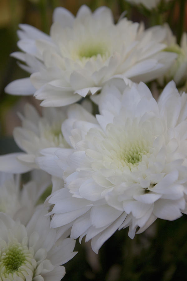 White Chrysanthemum Photograph by Ivete Basso Photography