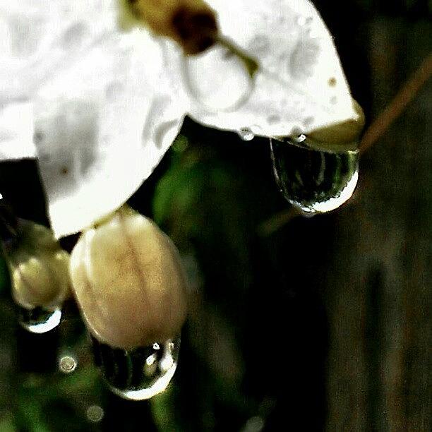 Nature Photograph - White Clematis After Rain by Daren Leonard