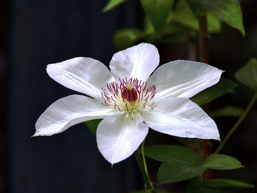White Clematis Photograph by Richard Gregurich