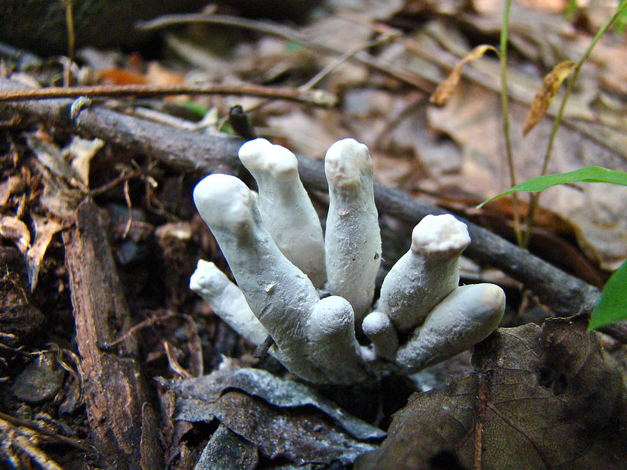 White Club Mushroom - Clavulina  Photograph by Carol Senske