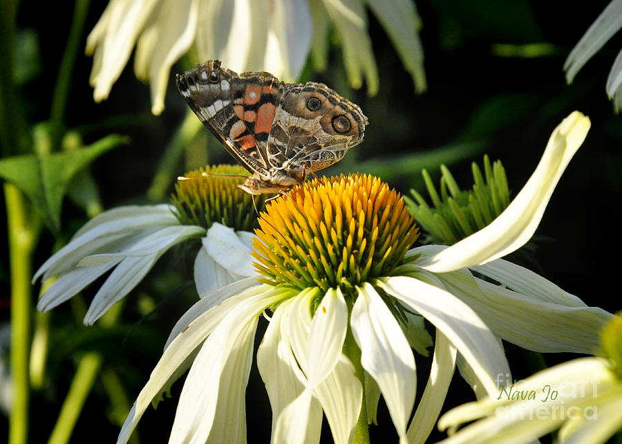 White Cone Flower with Angel Photograph by Nava Thompson