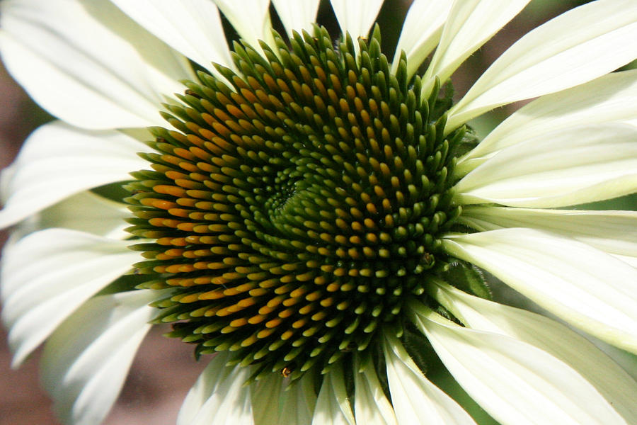 White Coneflower Daisy Photograph by Donna Corless