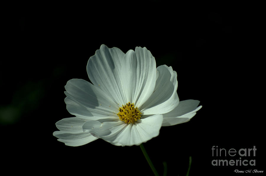 White Cosmos Photograph by Donna Brown