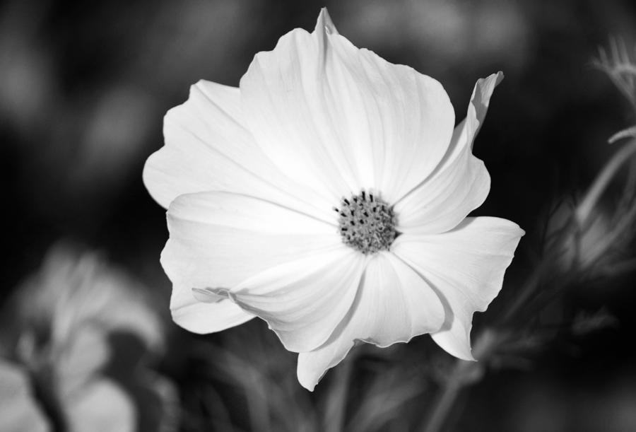White Cosmos Photograph by Terence Davis