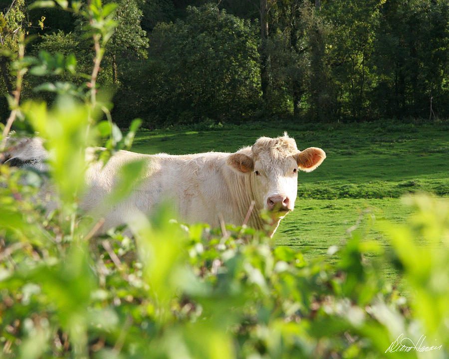 White Cow Photograph by Diana Haronis