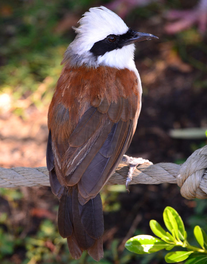 White Crested Laughingthrush Photograph by Maggy Marsh