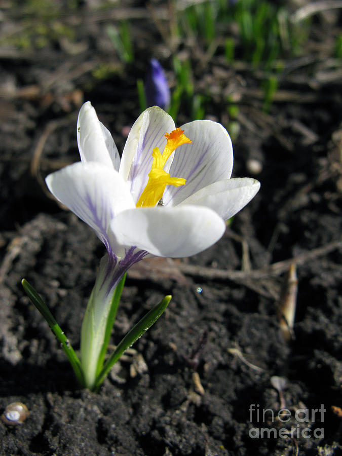 Spring Photograph - White Crocus by Ausra Huntington nee Paulauskaite