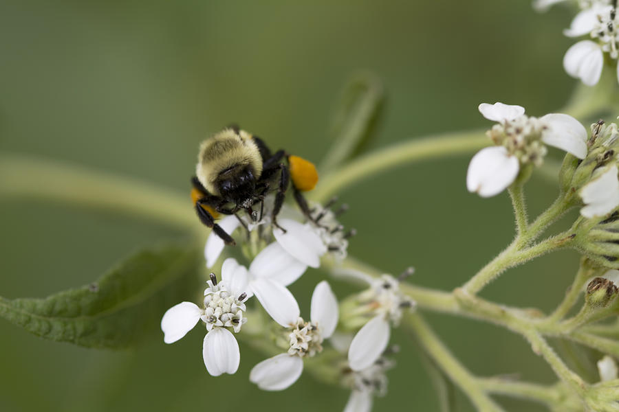 White Crownbeard Wildflowers Pollinated by a Bumble Bee with His Bags Packed Photograph by Kathy Clark