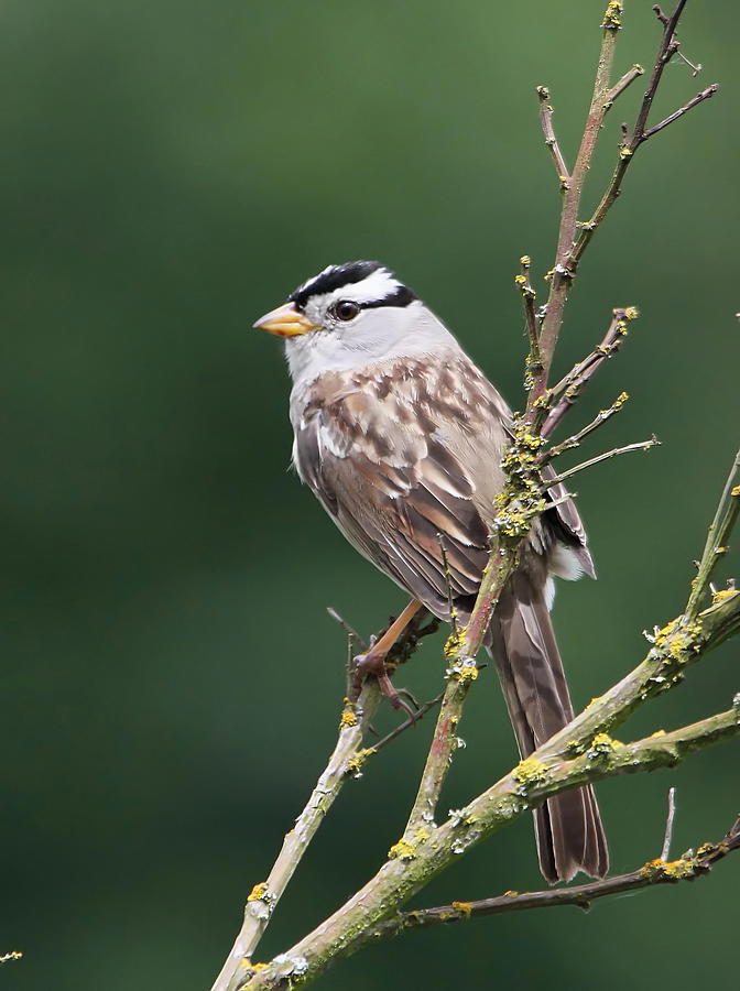 White-crowned Sparrow Photograph by Angie Vogel