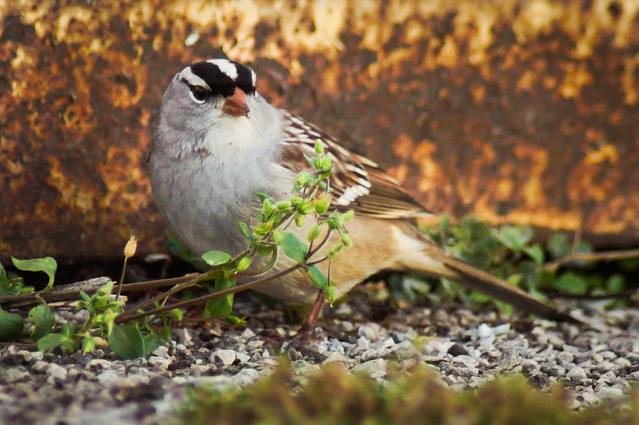 White Crowned Sparrow Photograph by Bill Pevlor