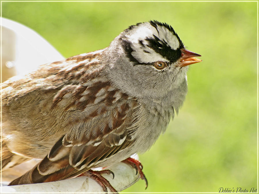 Nature Photograph - White Crowned Sparrow II by Debbie Portwood