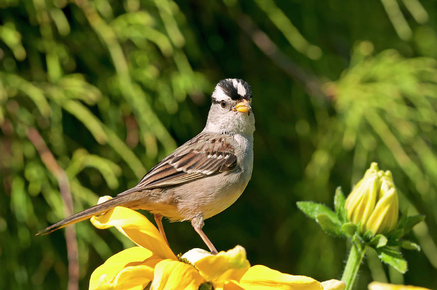 White Crowned Sparrow Photograph by Terry Dadswell