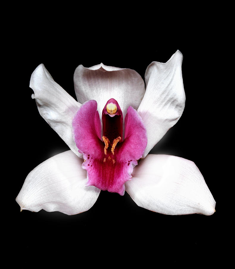 White Cymbidium Orchid. Photograph by Chris  Kusik