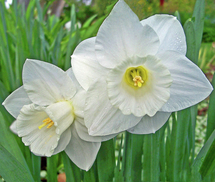 White Daffodils Photograph by Tikvahs Hope