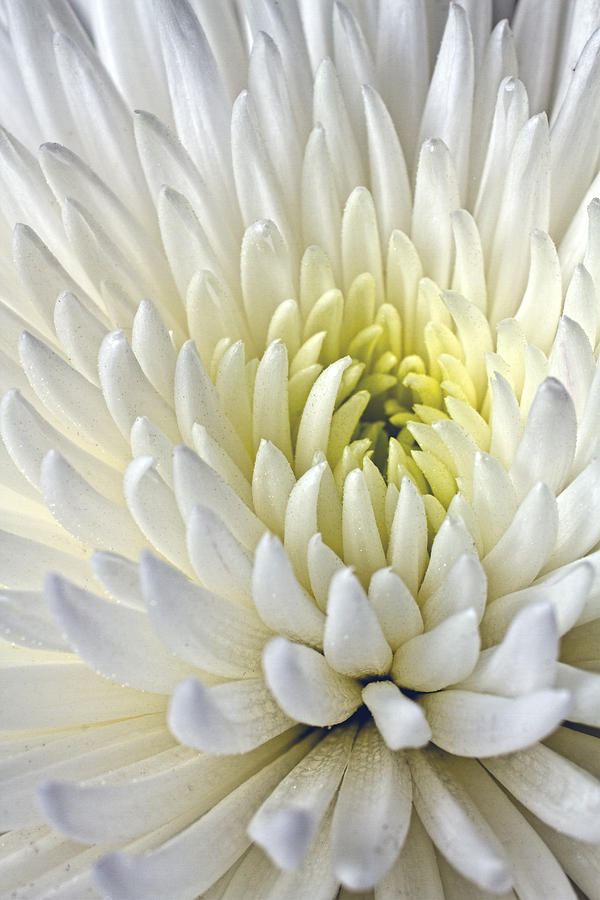 White Dahlia Photograph by Alice Gosling - Fine Art America