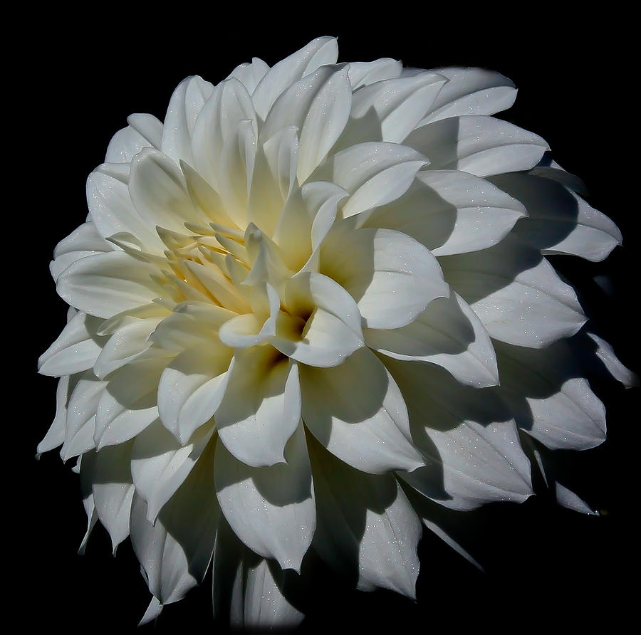 Flowers Still Life Photograph - White Dahlia by Athena Mckinzie